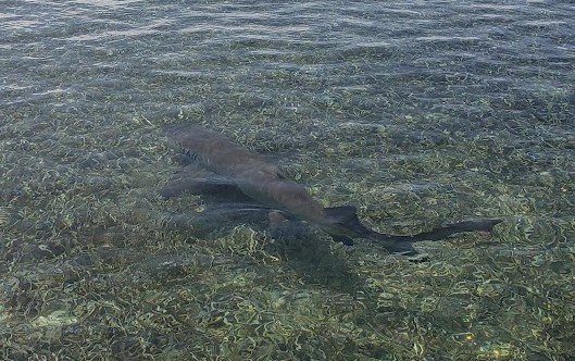 Lemon shark swimming over clear shallow flats on a Miami private boat tour