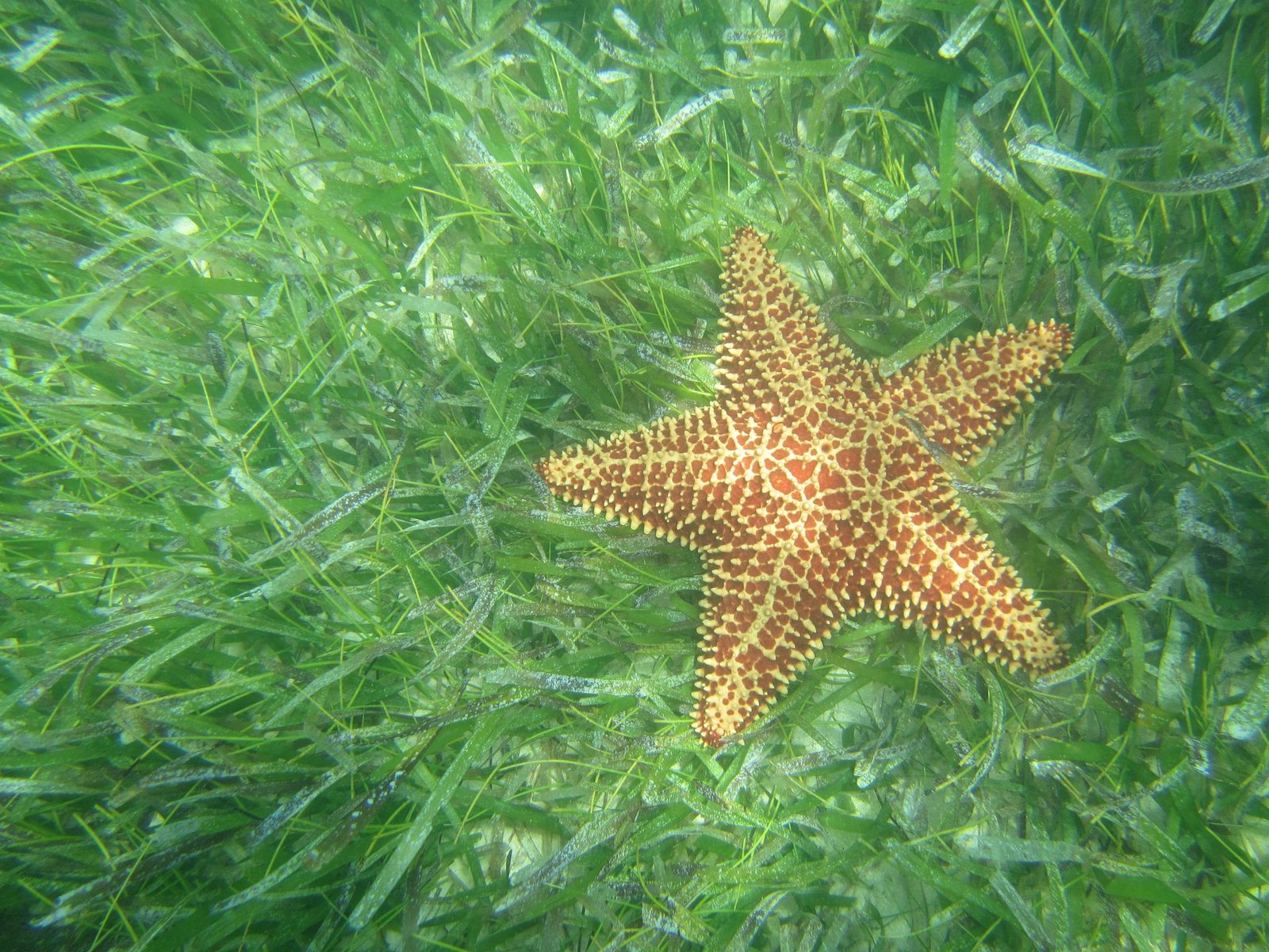 Starfish found on a Miami eco flats wildlife boat tour